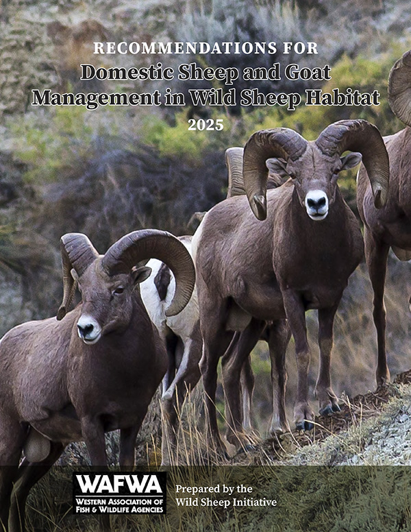 Recommendations for Domestic Sheep and Goat Management in Wild Sheep Habitat